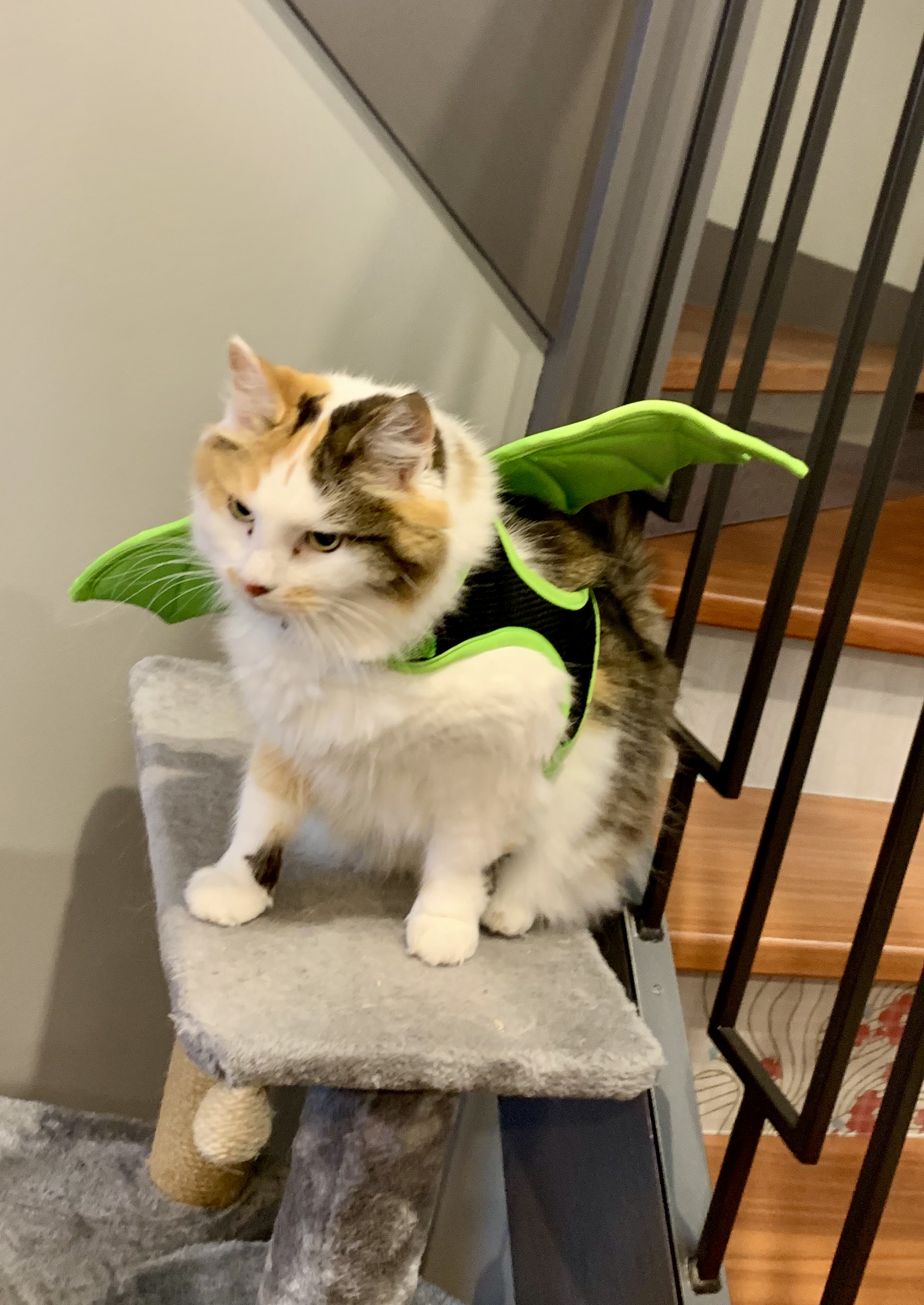 Scarlett, wearing bat wings